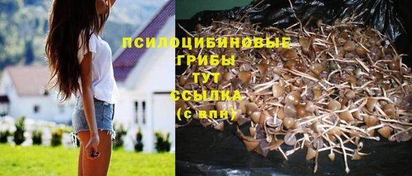 прущие грибы Надым